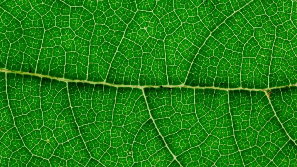 closeup of a leaf