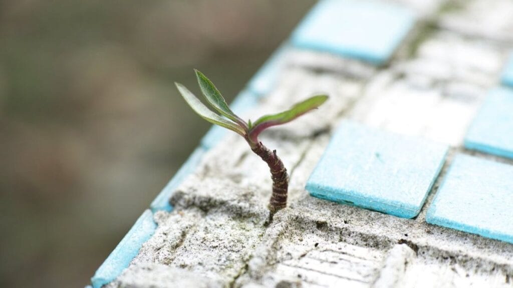 plant growing through concrete